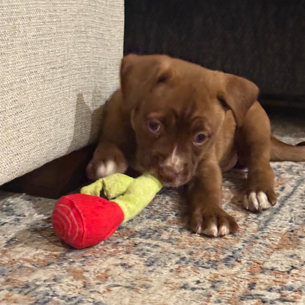 Orion — thumbnail 2