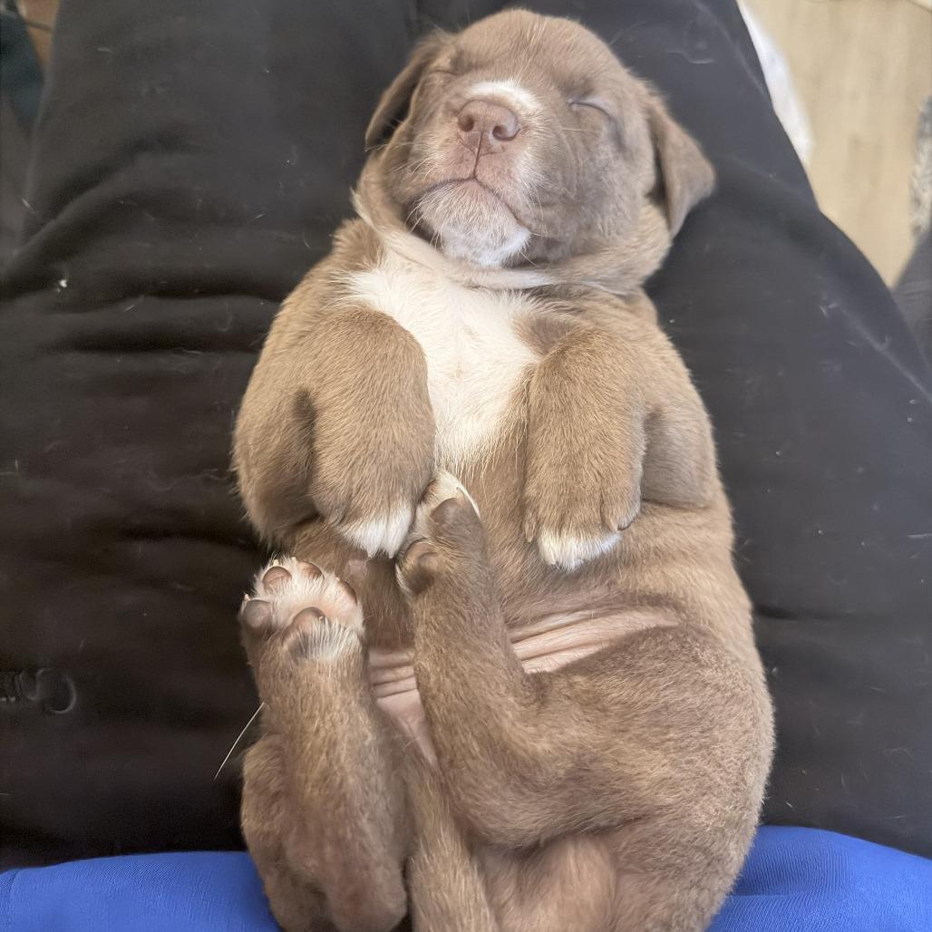 Orion — thumbnail 3