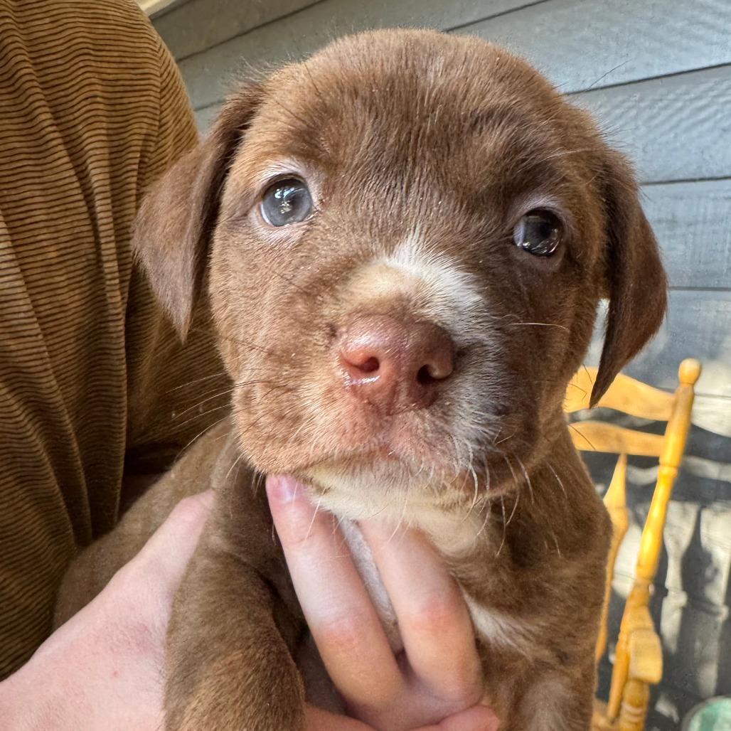 Orion — thumbnail 4