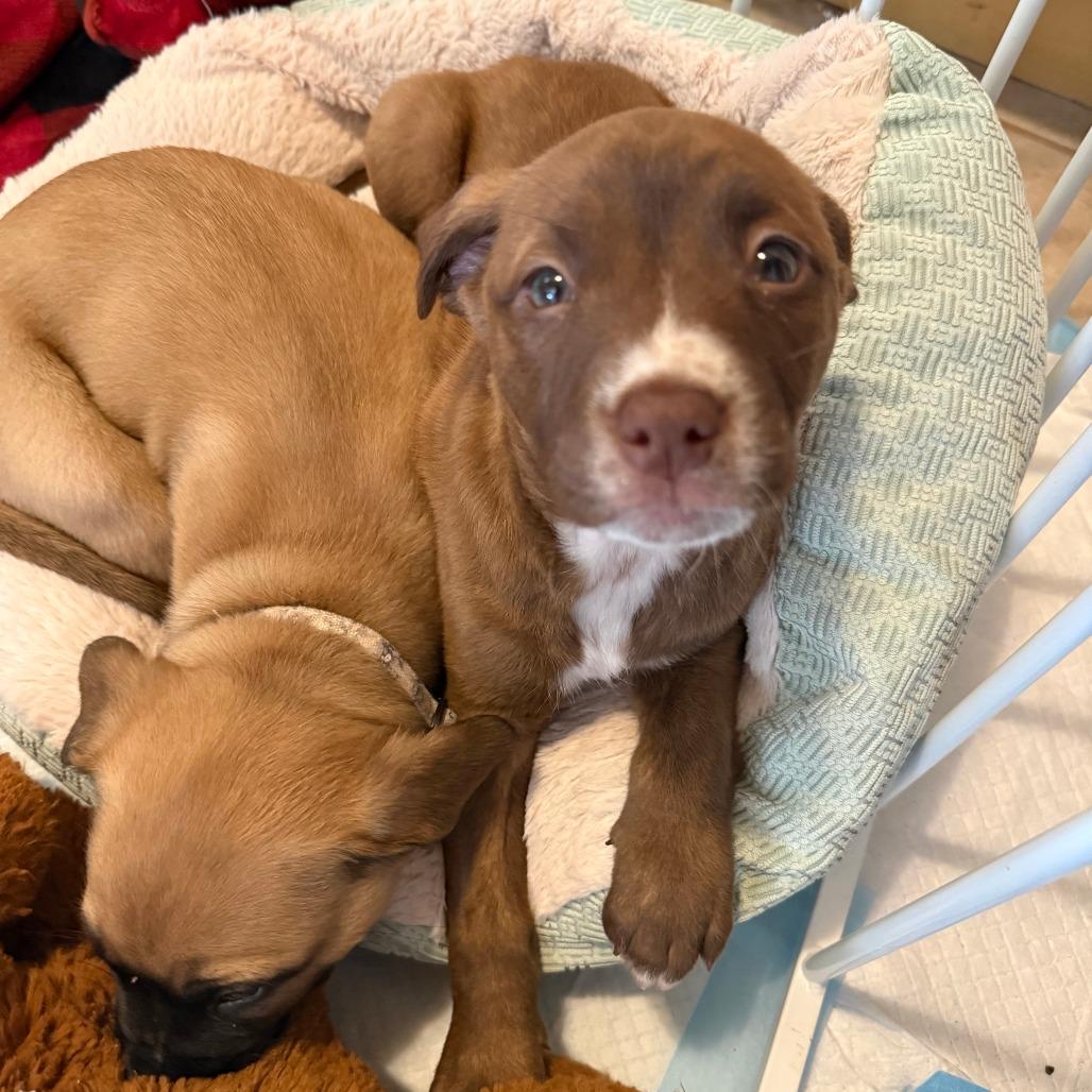 Orion — thumbnail 5