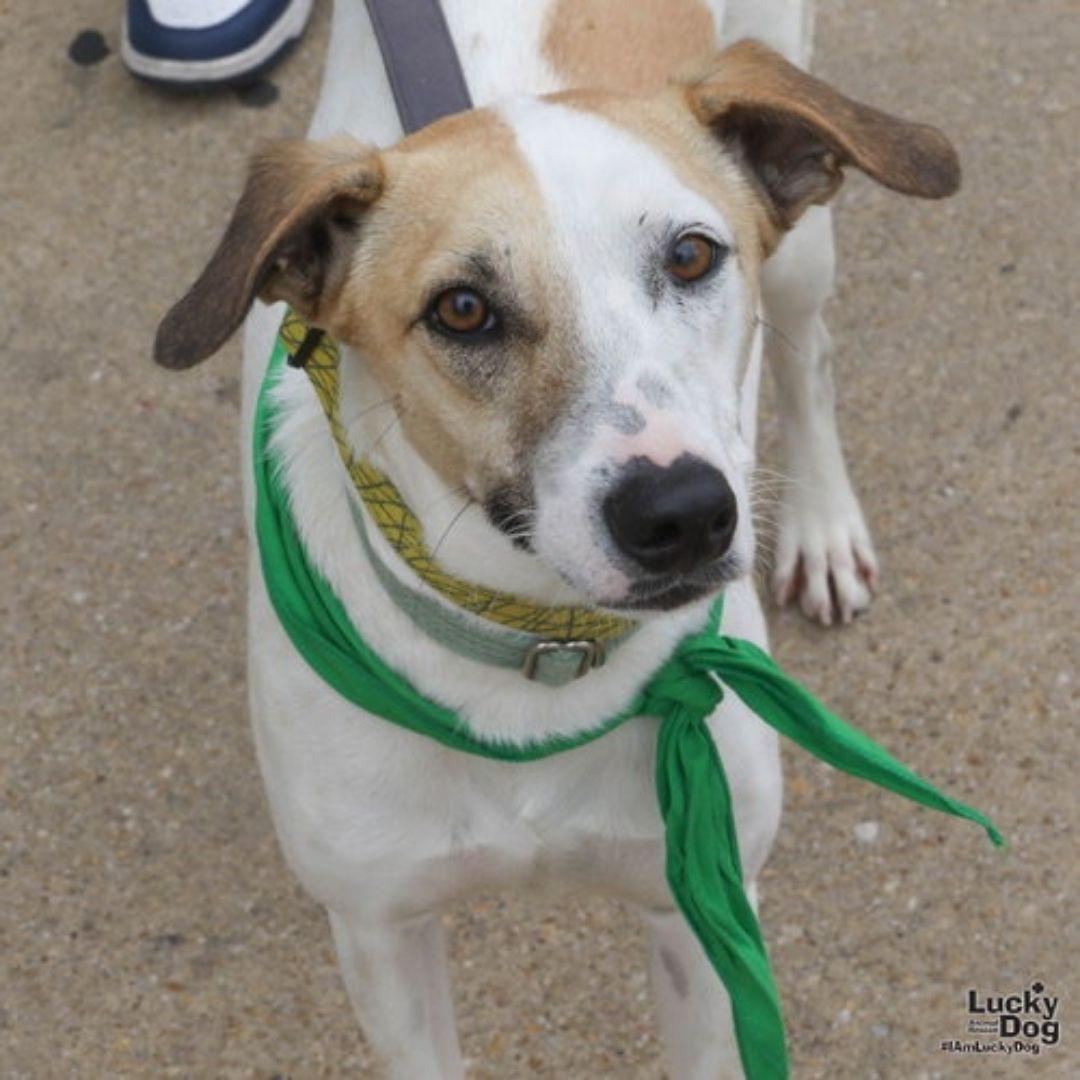 Peter, Adoptable, Young Male Retriever & Hound.