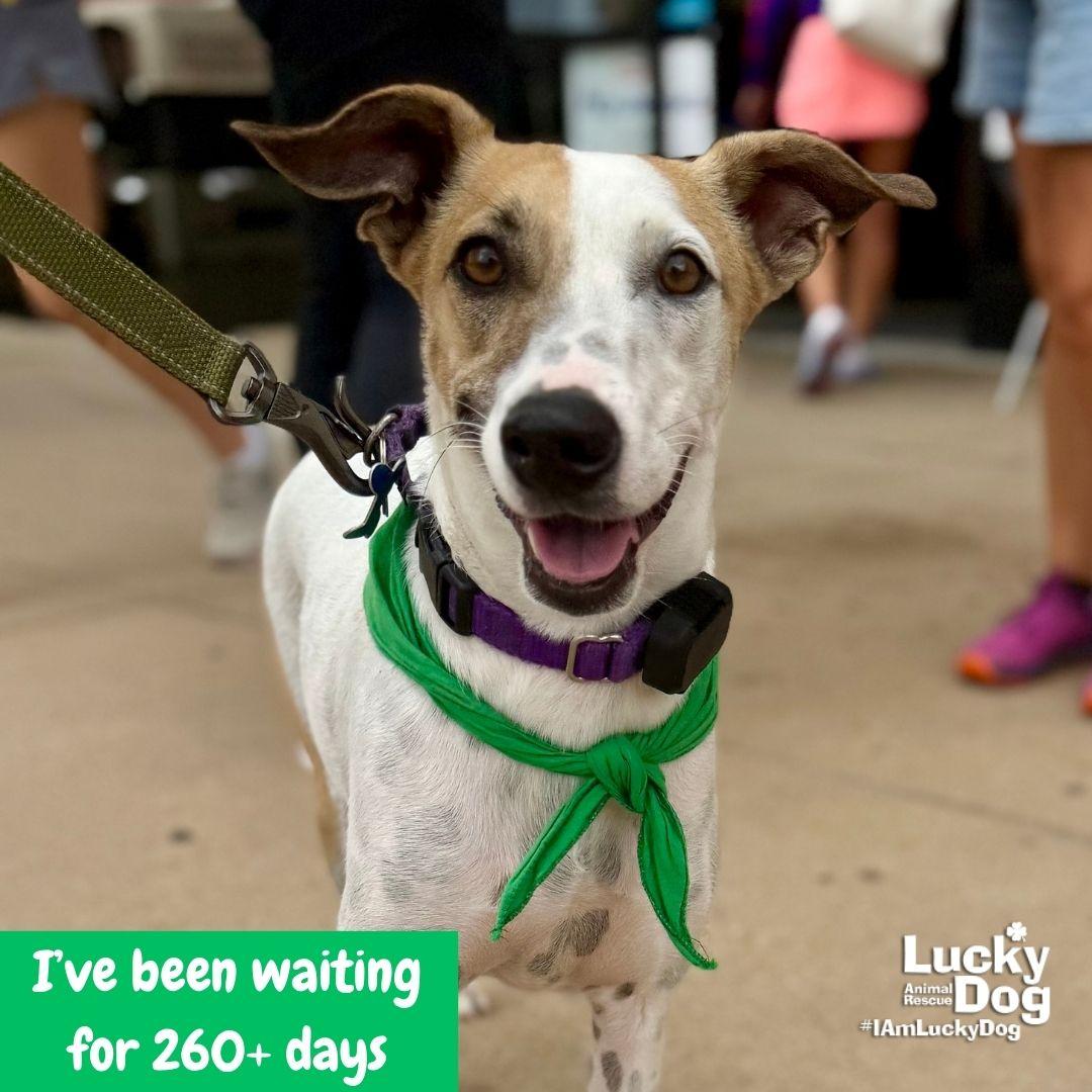 Peter, a Adoptable mixed breed in Washington, DC image 2/3