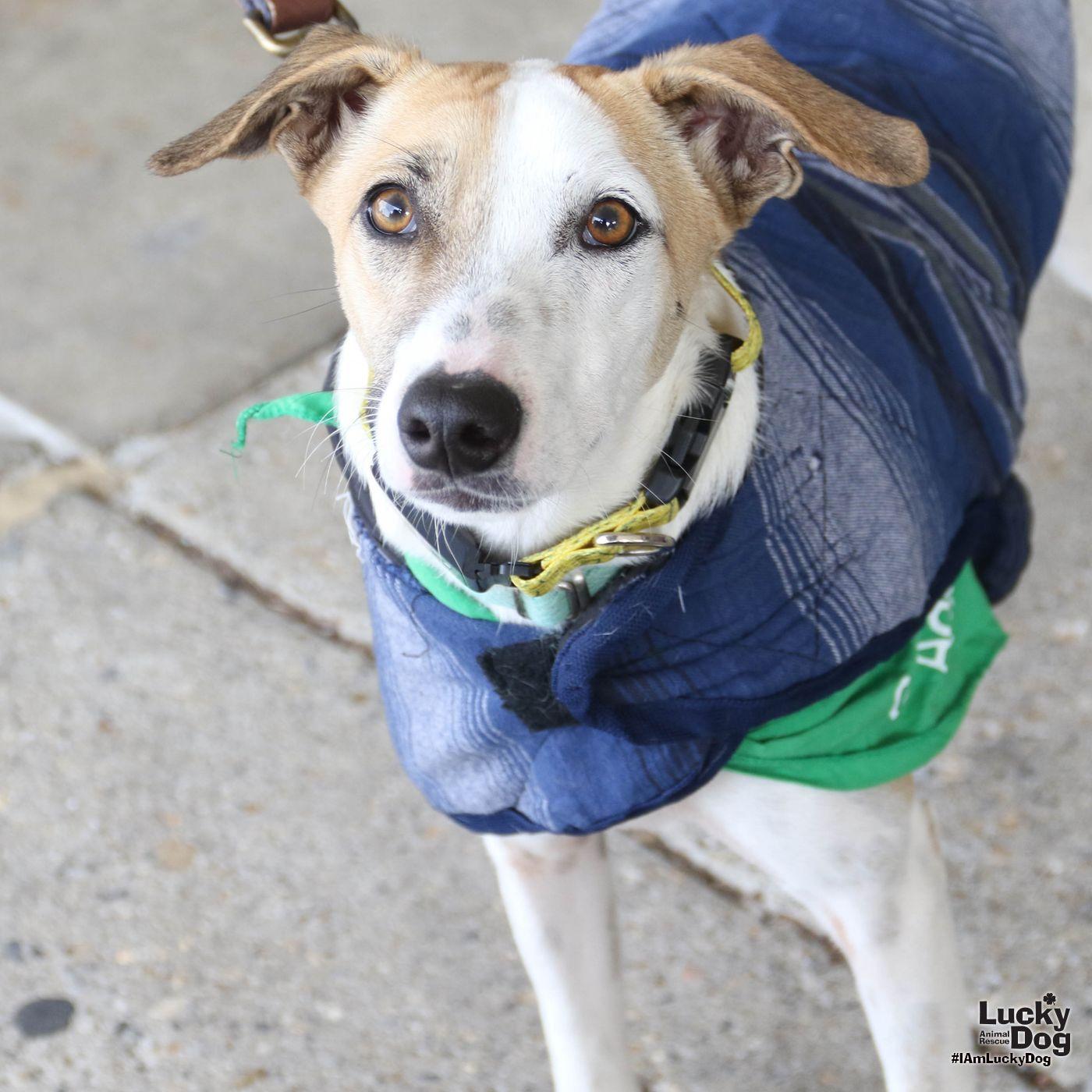 Enlarge Peter, a Adoptable mixed breed in Washington, DC image 1/3