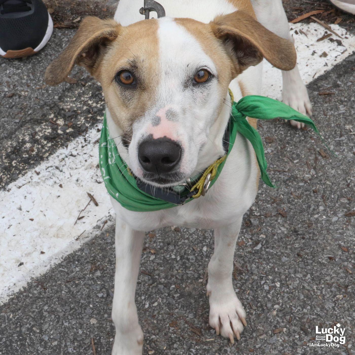 Enlarge Peter, a Adoptable mixed breed in Washington, DC image 2/3