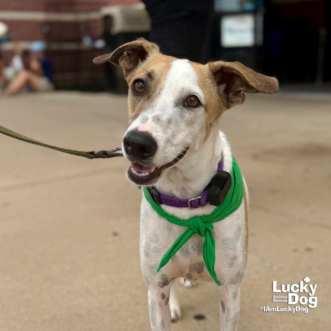 Peter, a Adoptable mixed breed in Washington, DC image 3/3