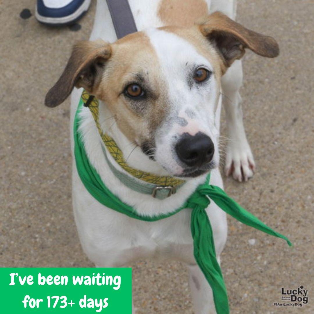 Enlarge Peter, a Adoptable mixed breed in Washington, DC image 3/3