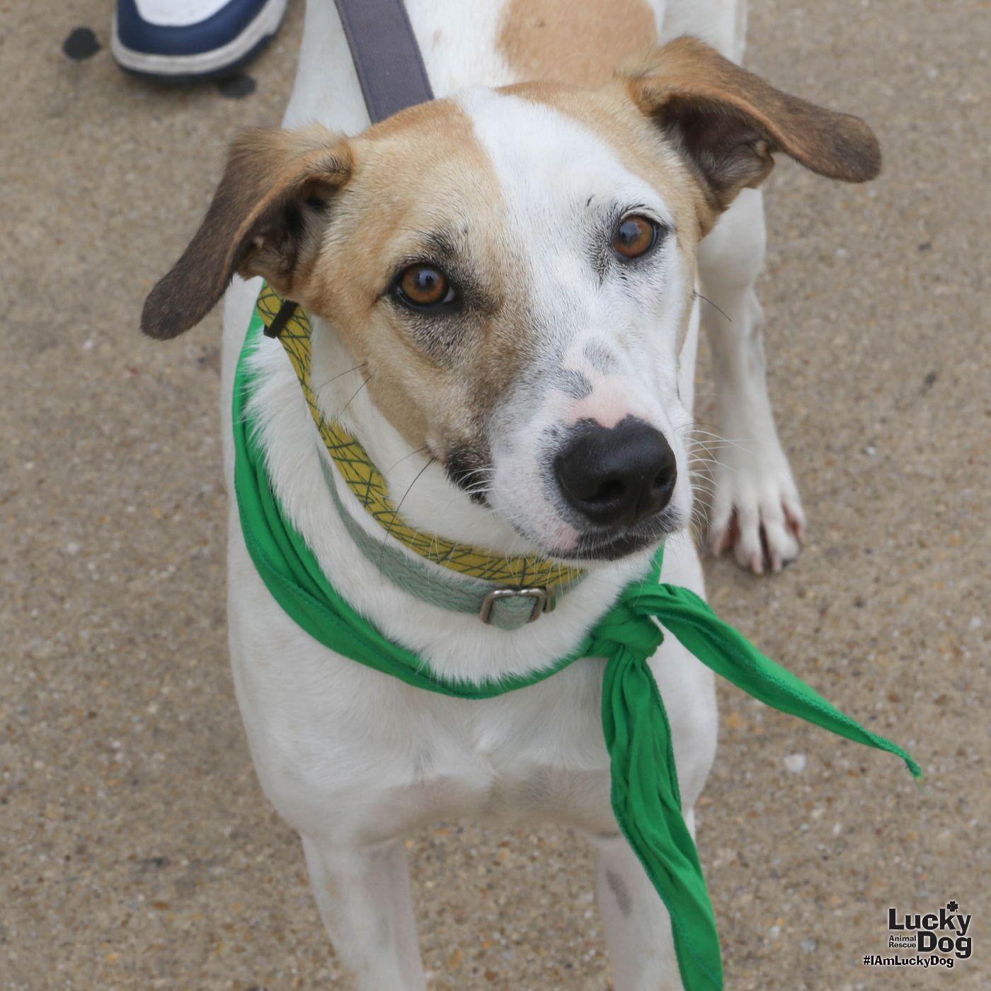 Peter, a Adoptable mixed breed in Washington, DC image 3/3