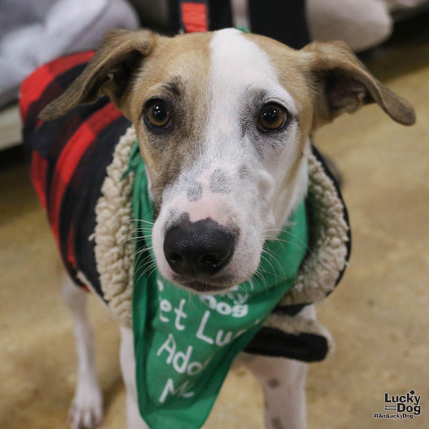 Enlarge Peter, a Adoptable mixed breed in Washington, DC image 3/3