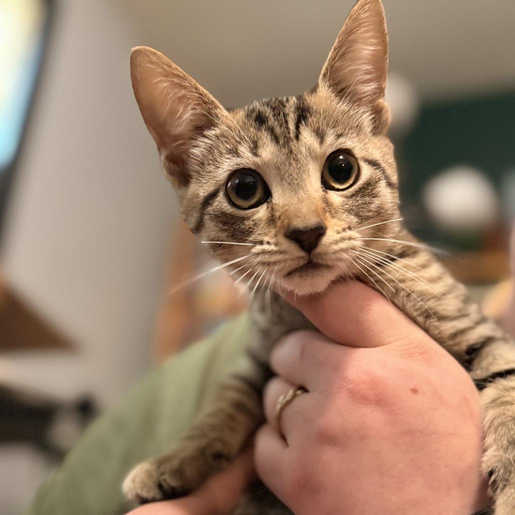 Enlarge Wednesday Addams, a Adoptable Domestic Short Hair in Delaware, OH image 1/1