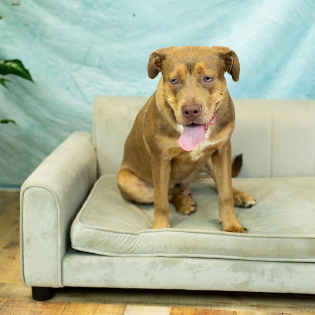 Briar (Sponsored), Adoptable, Young Male Pit Bull Terrier & Siberian Husky.