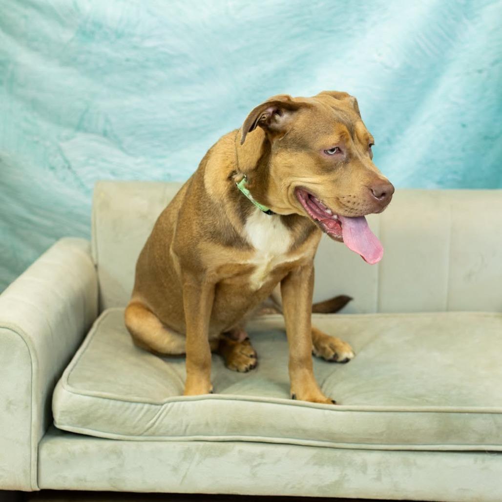 Enlarge Briar (Sponsored), a Adoptable mixed breed in East Saint Louis, IL image 2/5