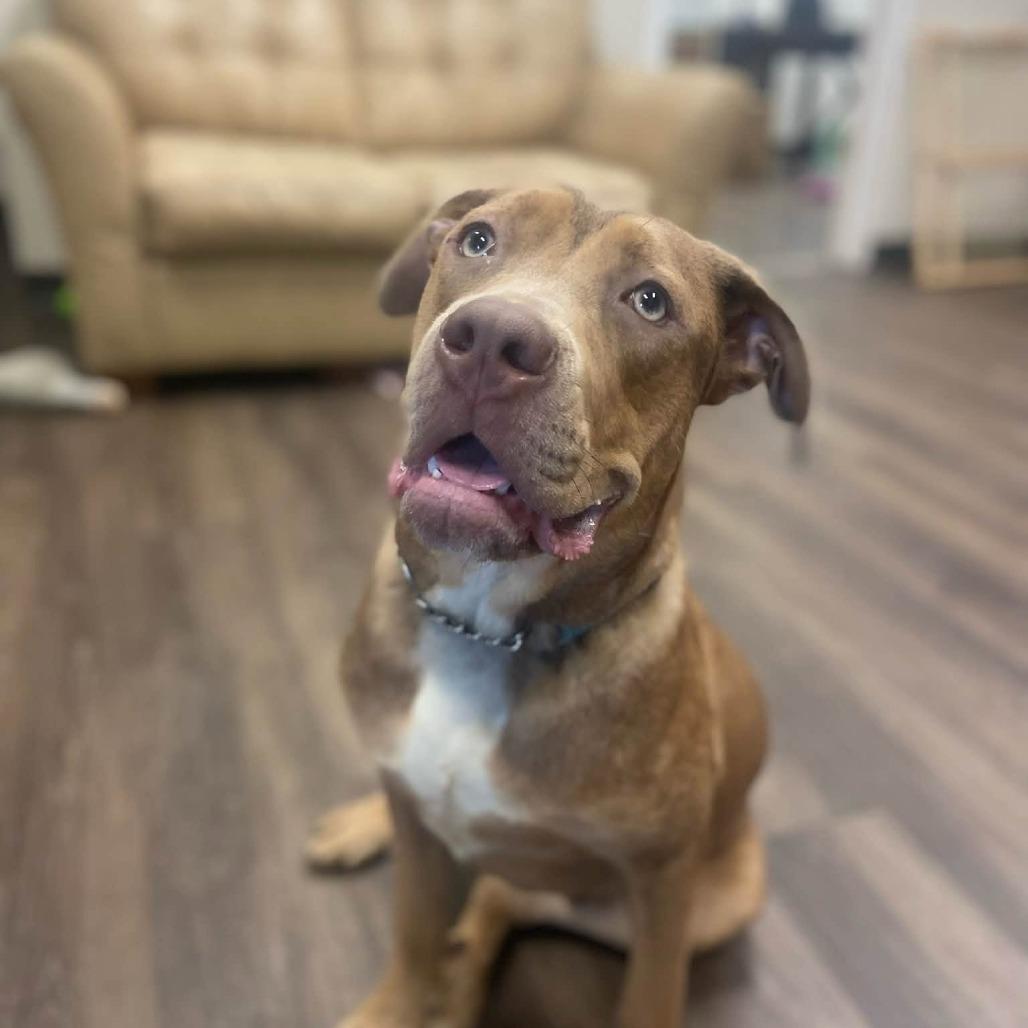 Enlarge Briar (Sponsored), a Adoptable mixed breed in East Saint Louis, IL image 3/5