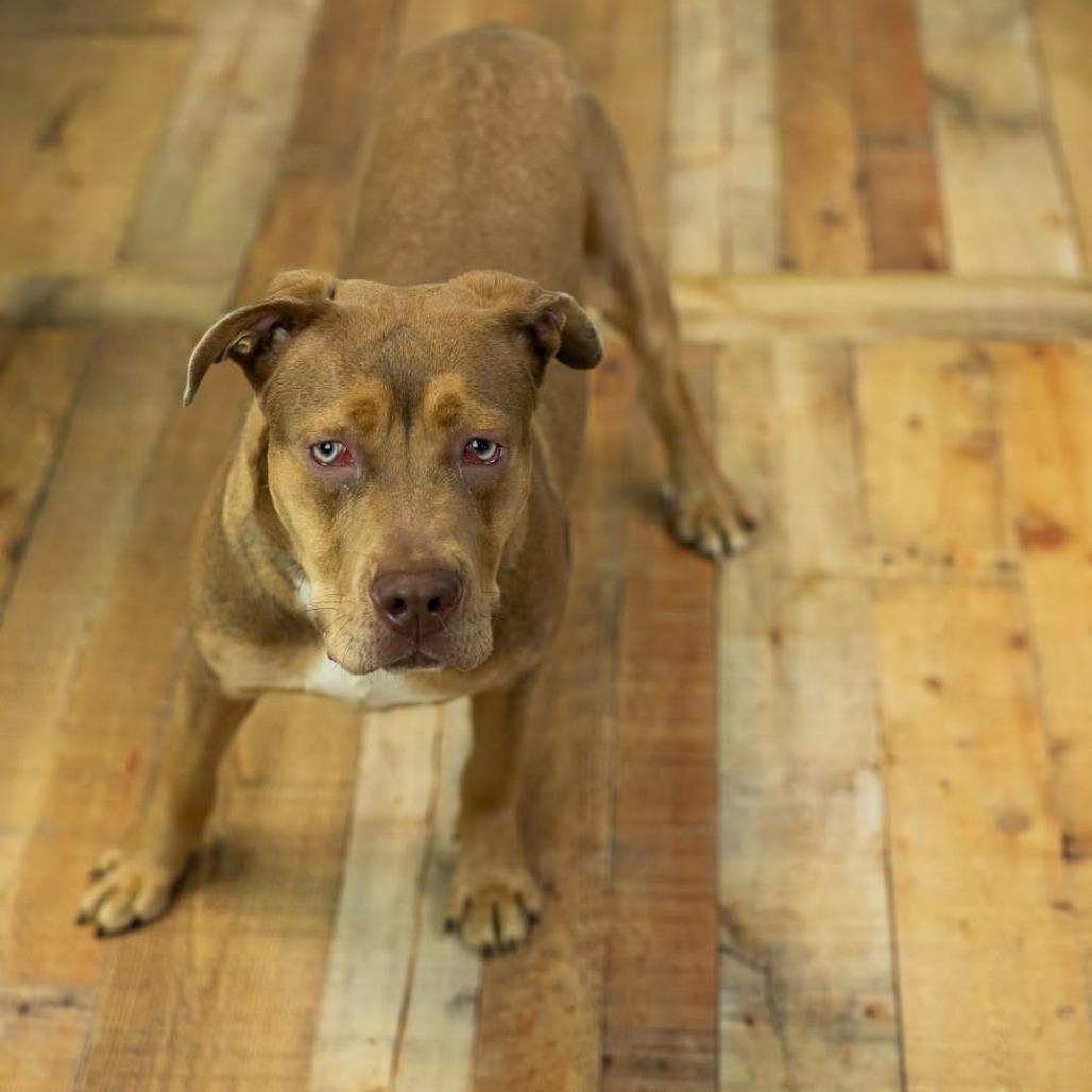 Enlarge Briar (Sponsored), a Adoptable mixed breed in East Saint Louis, IL image 4/5