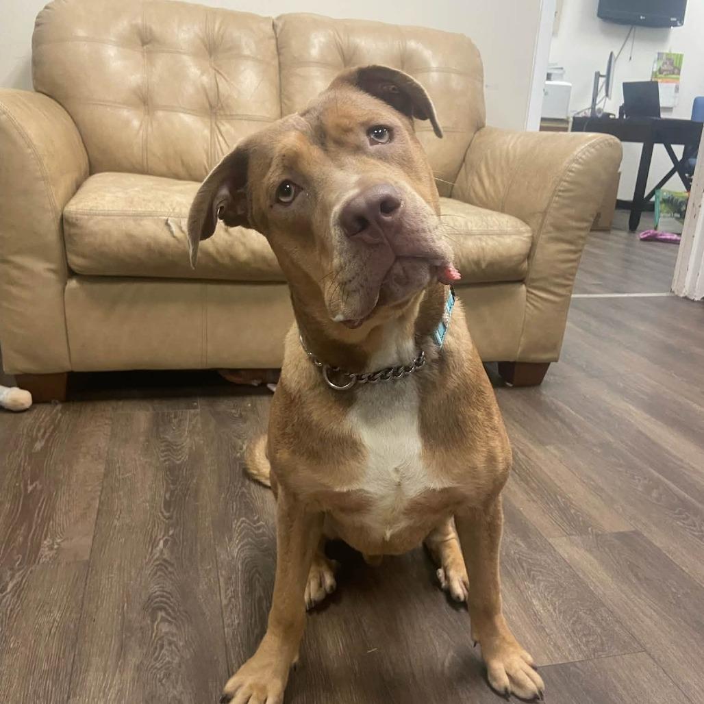 Enlarge Briar (Sponsored), a Adoptable mixed breed in East Saint Louis, IL image 5/5