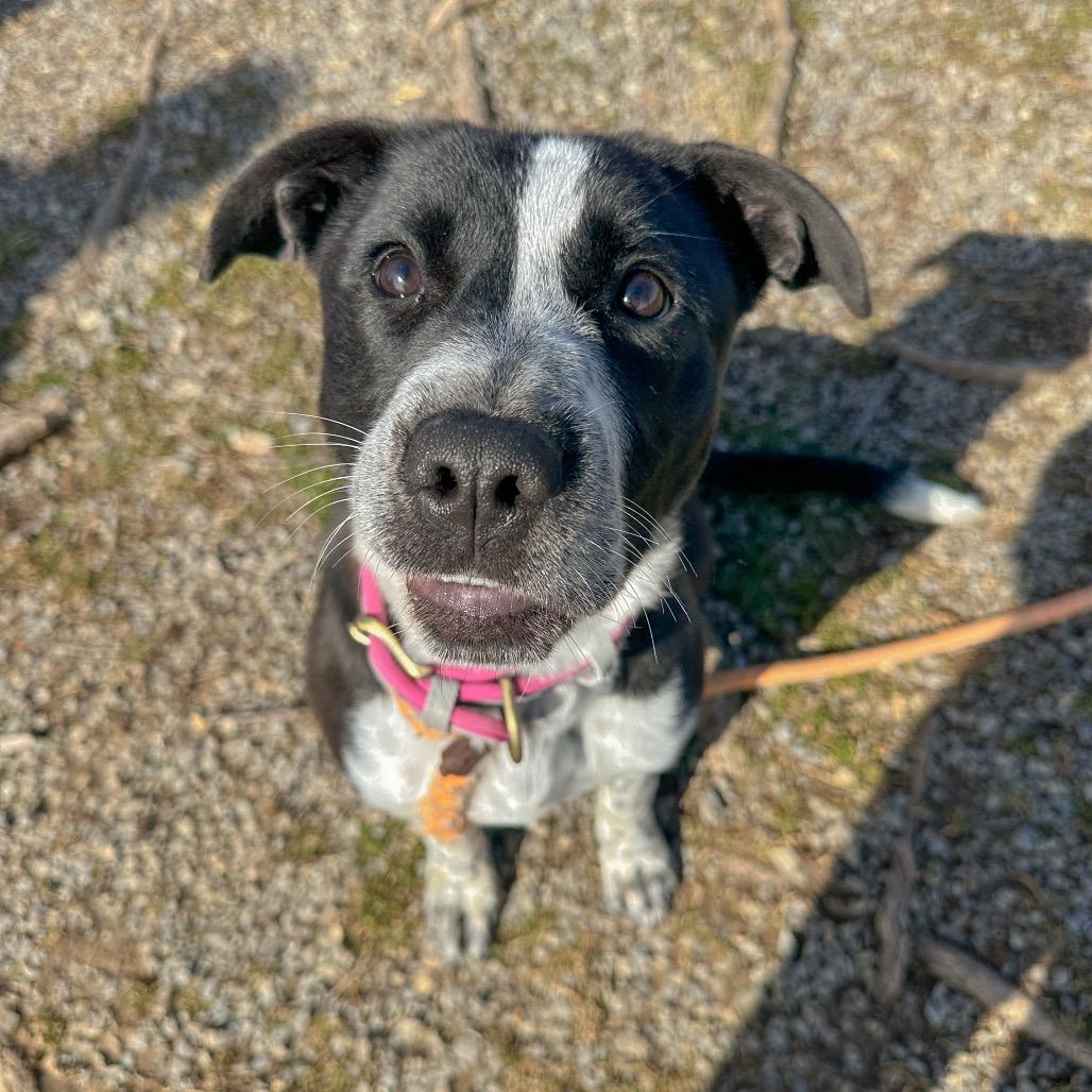 Bailee