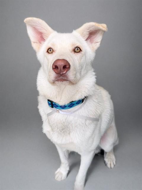 KRYPTO, Adoptable, Young Male German Shepherd Dog & Siberian Husky.