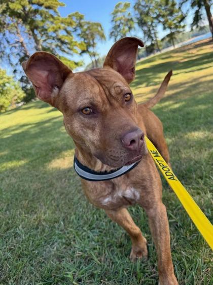 Red, Adoptable, Puppy Male Pit Bull Terrier & Mixed Breed.