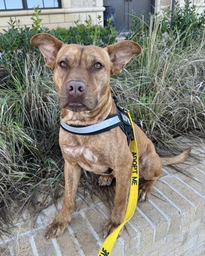 Enlarge Red, a Adoptable mixed breed in Cumming, GA image 2/3