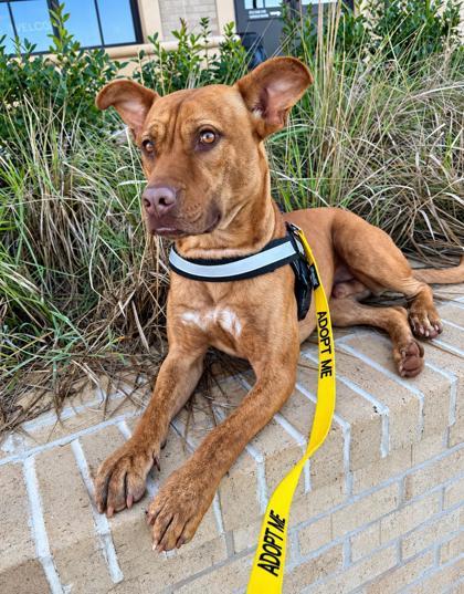 Enlarge Red, a Adoptable mixed breed in Cumming, GA image 3/3