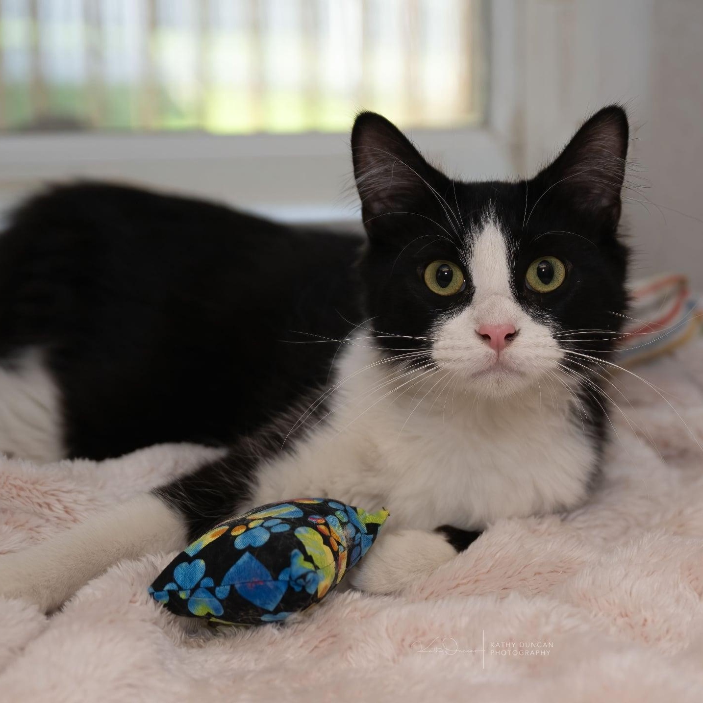 Sunny, ADOPTABLE, Young Male Domestic Medium Hair.