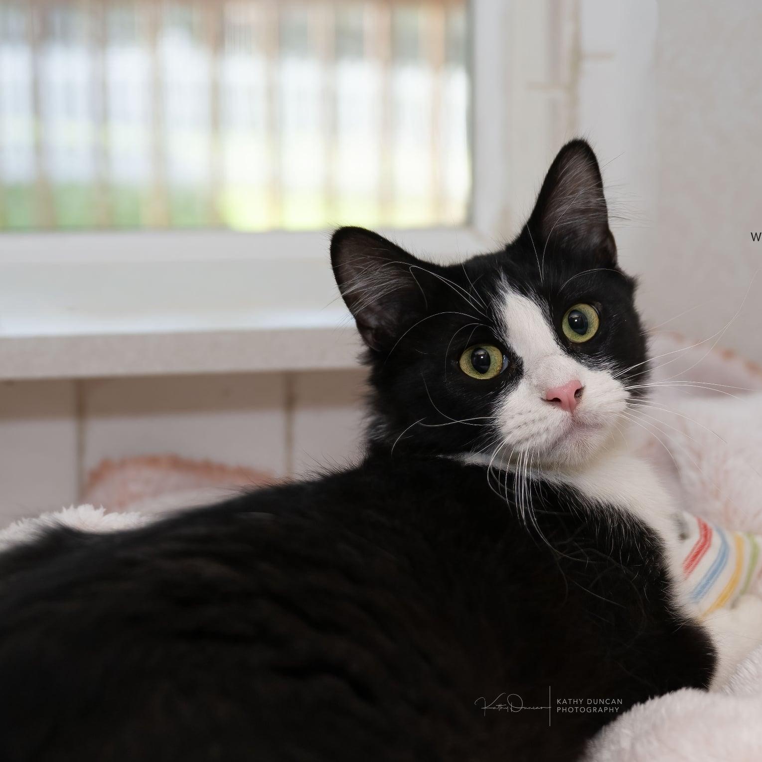 Sunny, a ADOPTABLE Domestic Medium Hair in Manchester, MO image 3/3