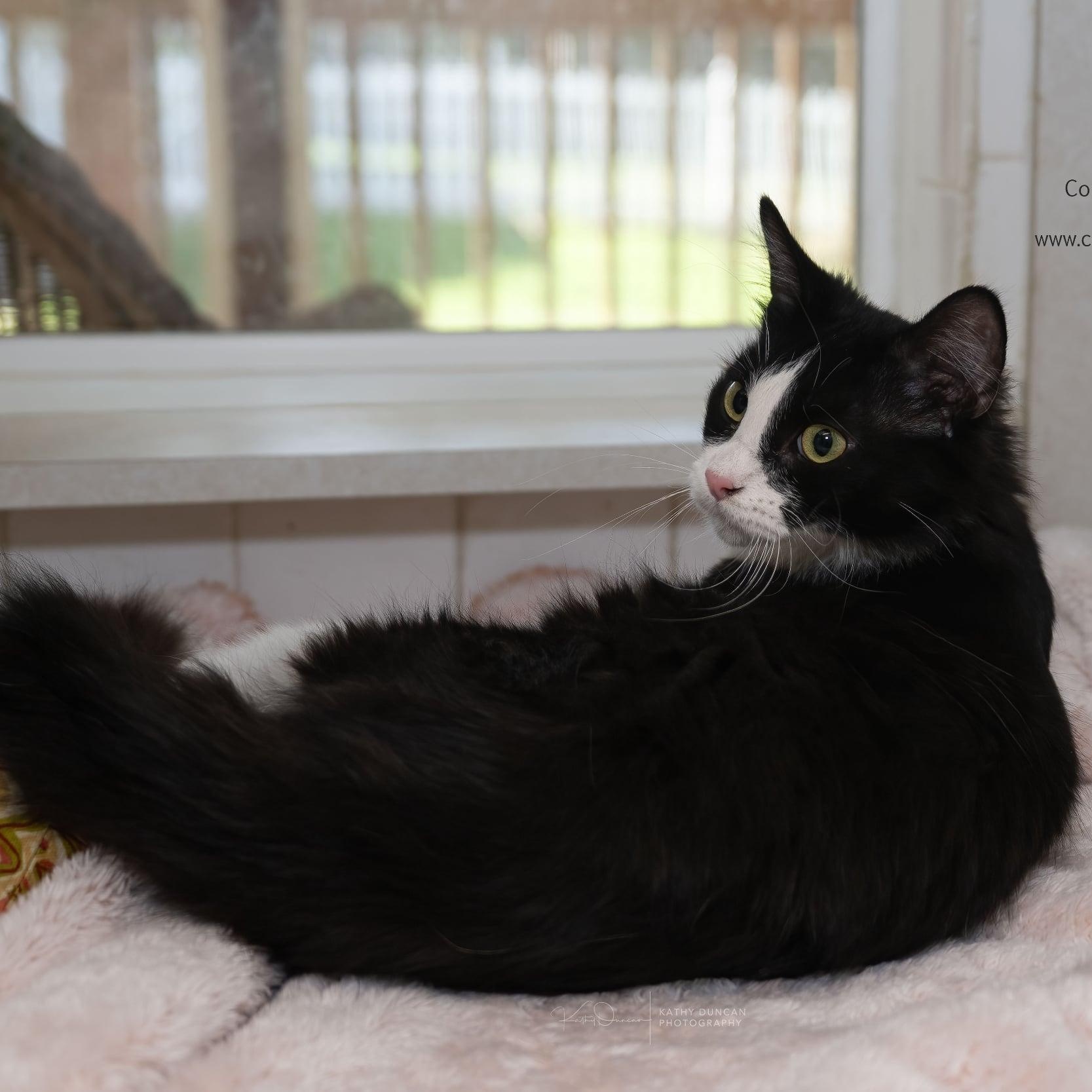 Sunny, a ADOPTABLE Domestic Medium Hair in Manchester, MO image 2/3