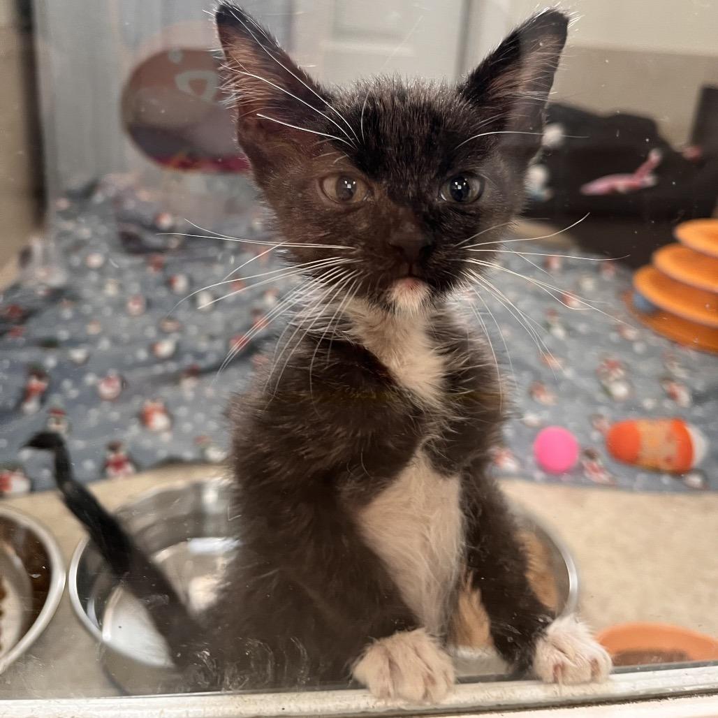 Bikini — thumbnail 2