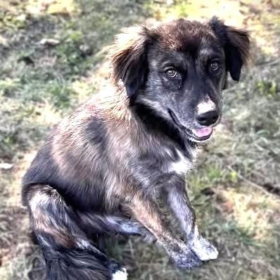 Enlarge SHEP, an adopted mixed breed in Burton, MI image 6/6