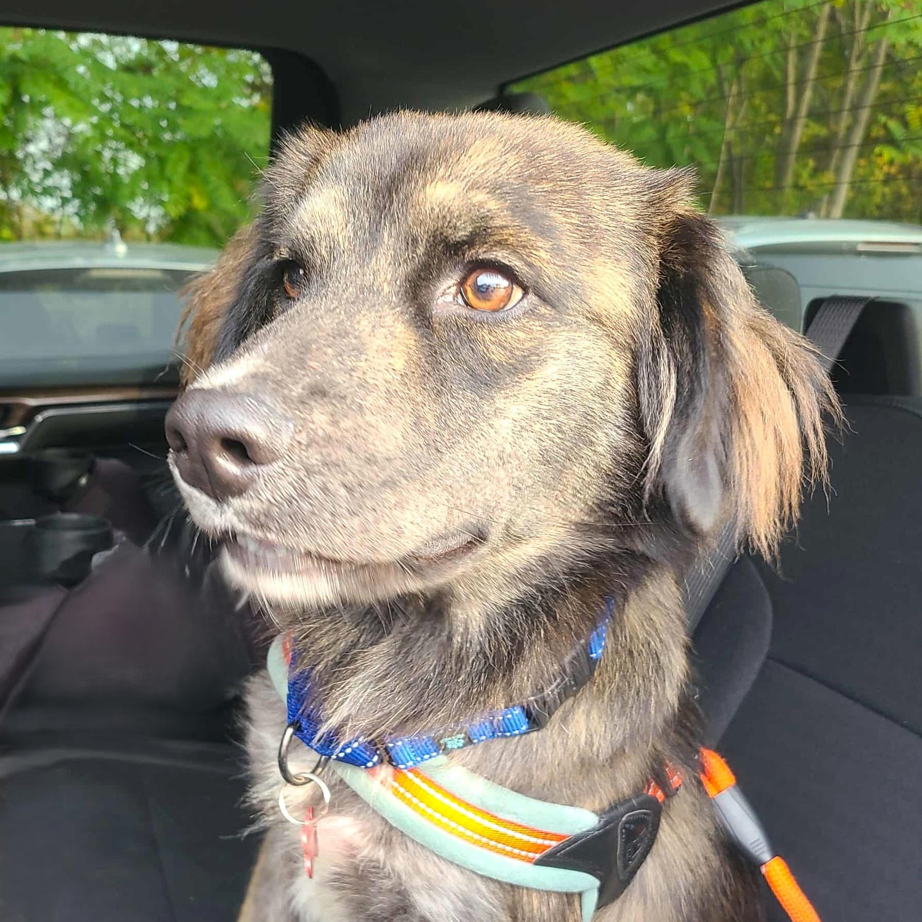 Enlarge SHEP, an adopted mixed breed in Burton, MI image 3/6