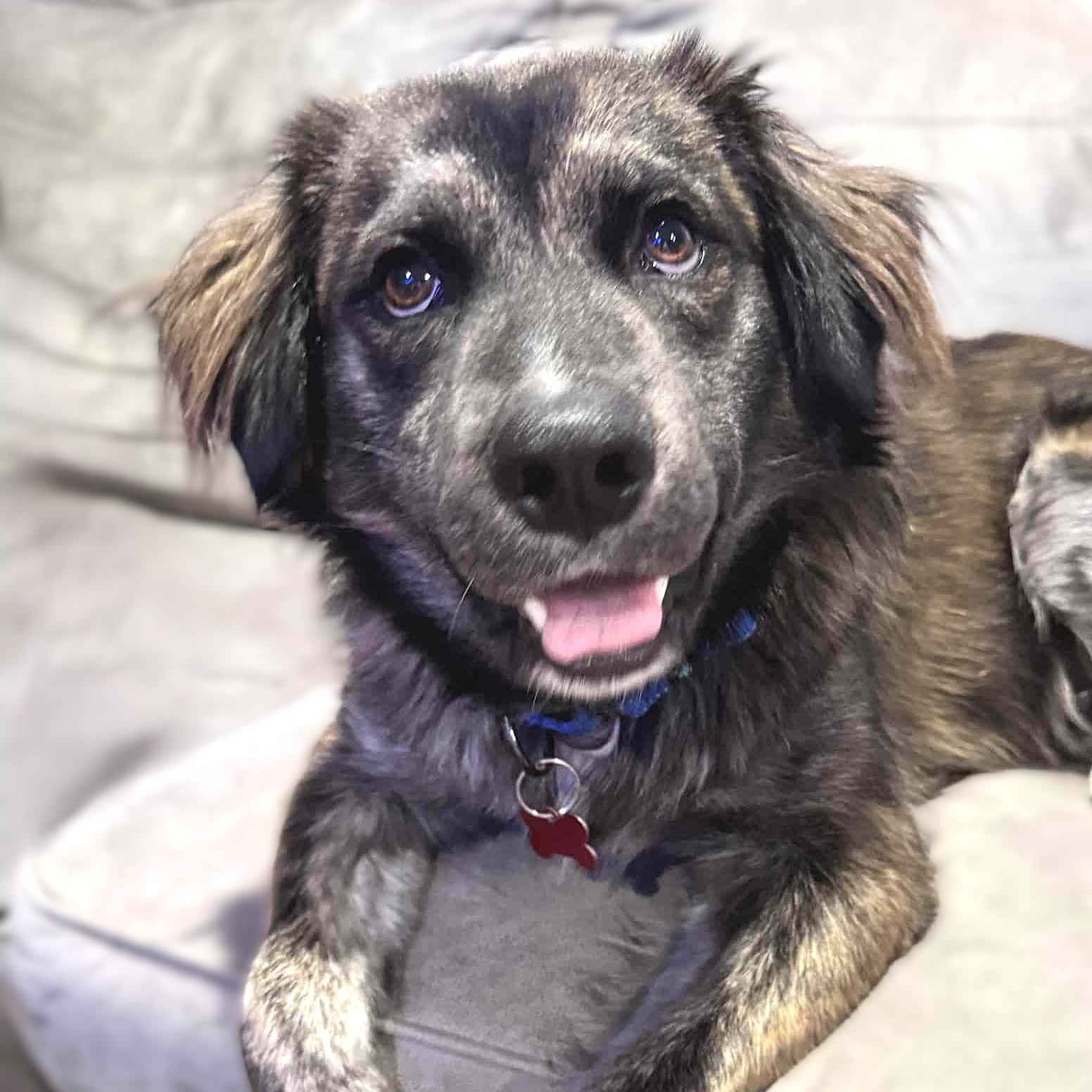 SHEP, adopted, Young Male Australian Shepherd.