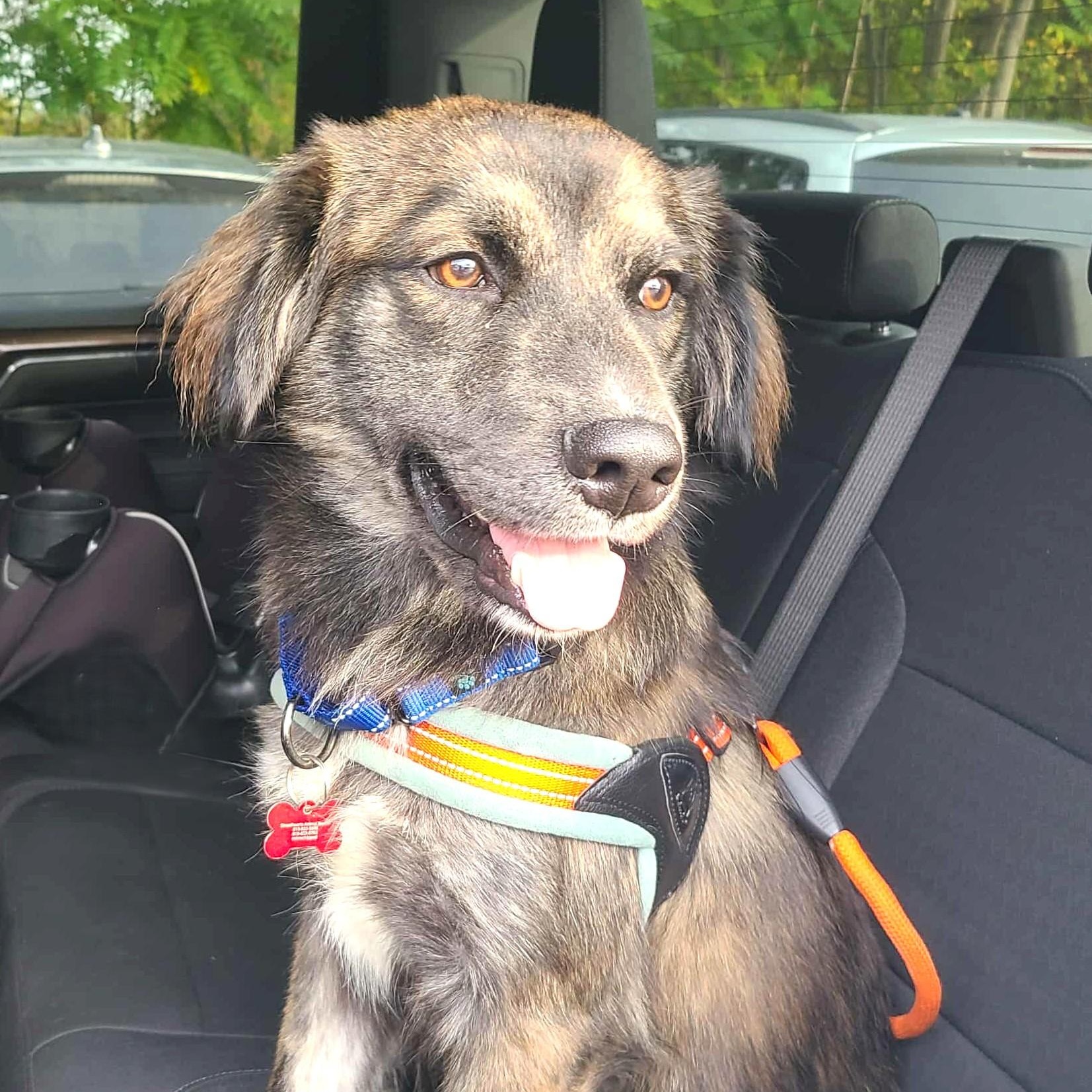 Enlarge SHEP, an adopted mixed breed in Burton, MI image 2/6