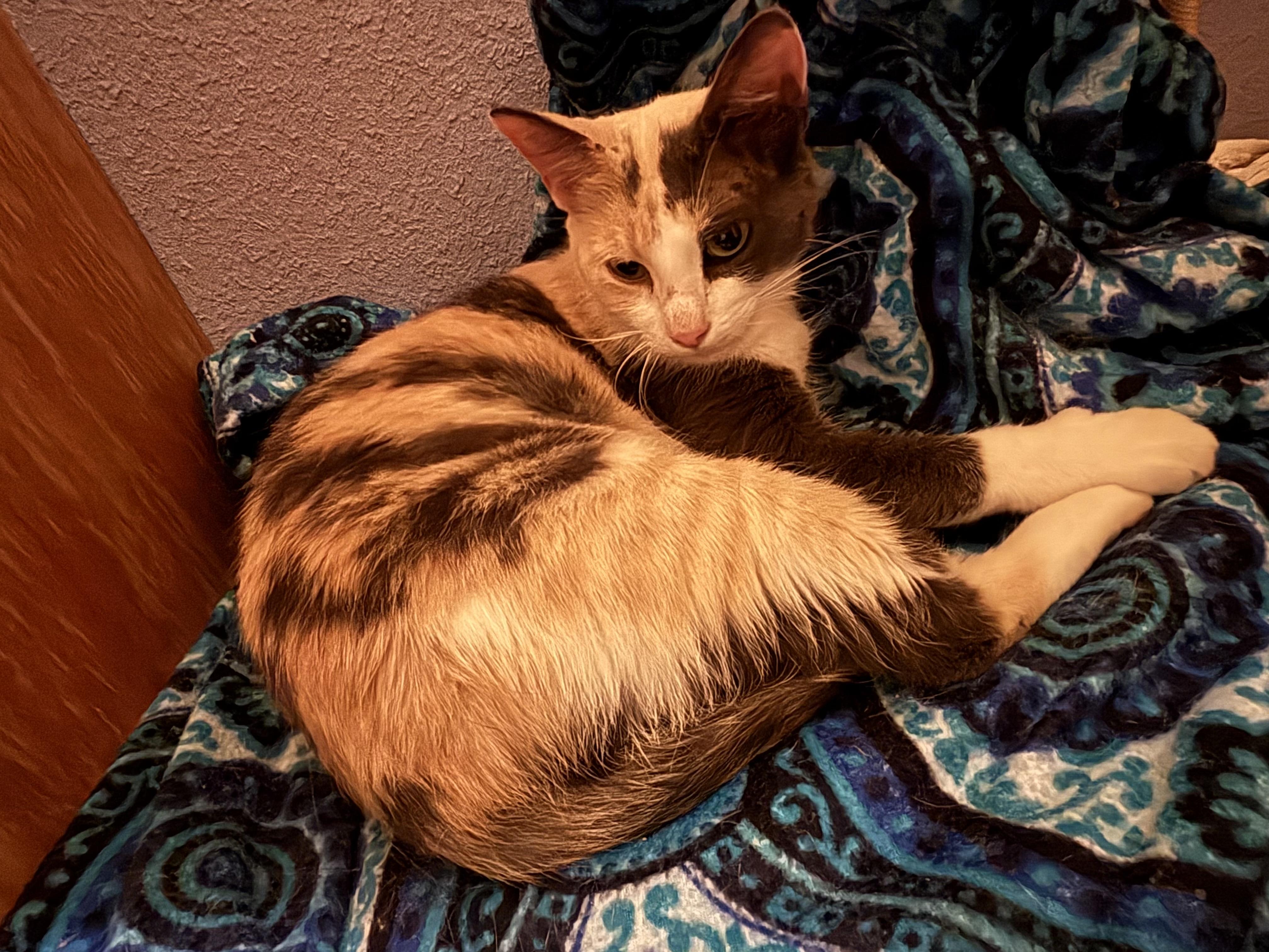Enlarge Pebbles, an adopted American Shorthair in Springdale, AR image 3/3