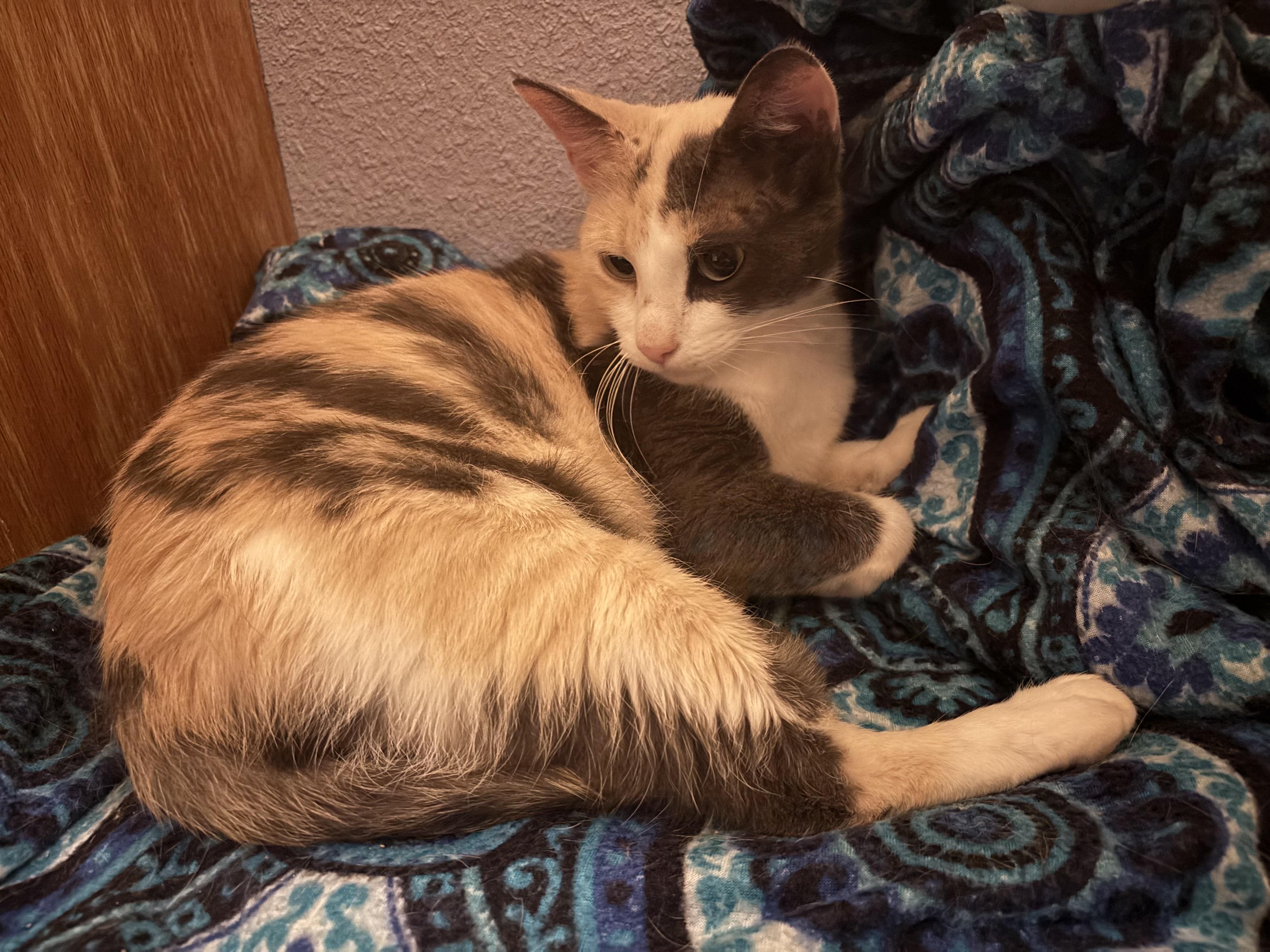 Pebbles, an adopted American Shorthair in Springdale, AR image 1/3