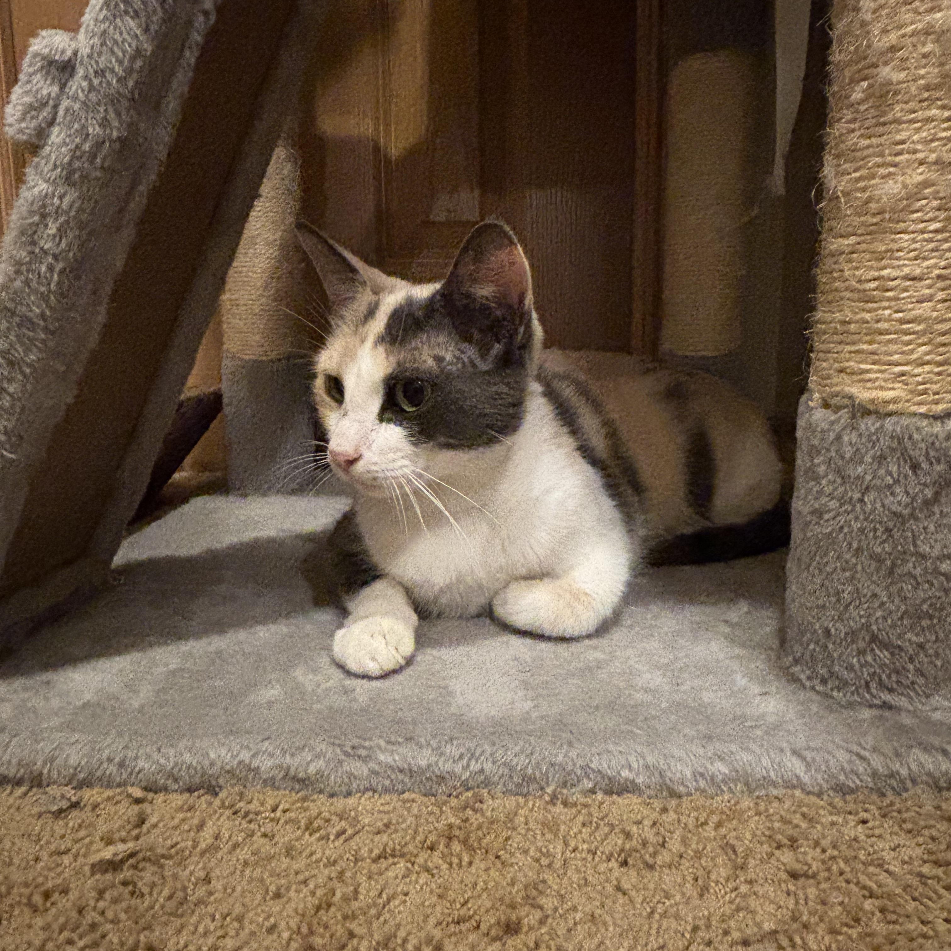 Enlarge Pebbles, an adopted American Shorthair in Springdale, AR image 2/3