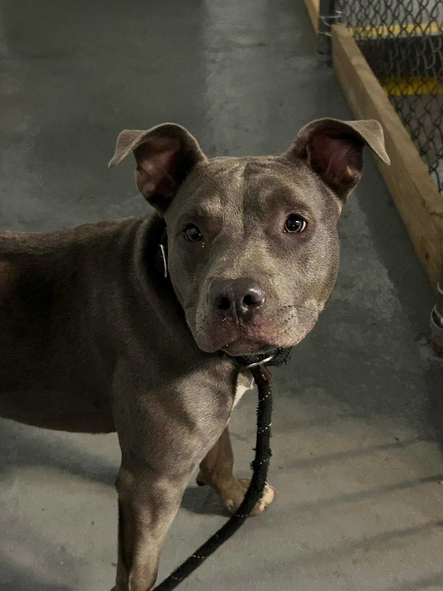 Star, Adopted, Young Female Mixed Breed.