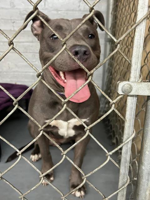 Star, a Adopted Mixed Breed in Blue Island, IL image 2/5