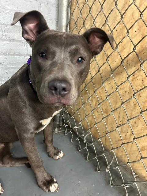 Star, a Adopted Mixed Breed in Blue Island, IL image 3/5