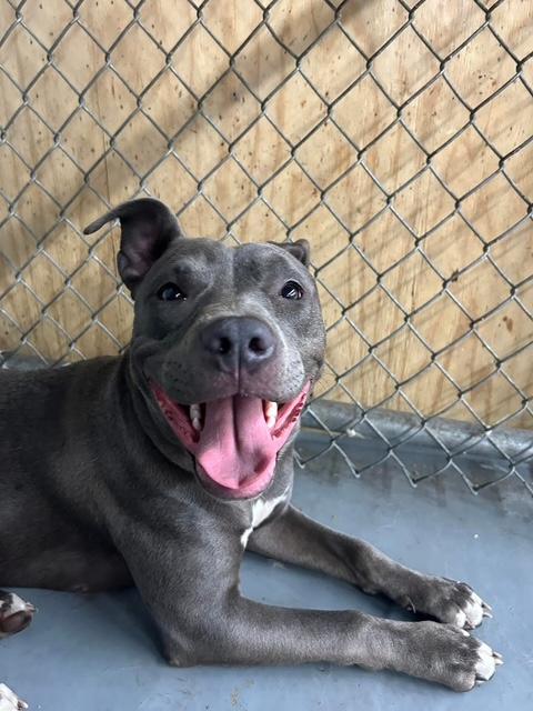 Star, a Adopted Mixed Breed in Blue Island, IL image 4/5