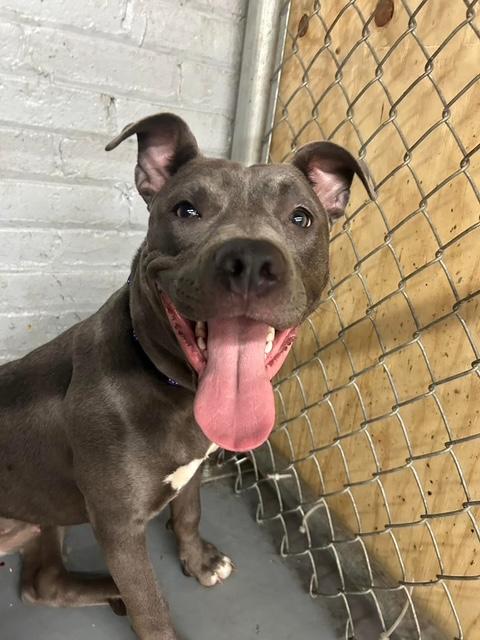 Star, a Adopted Mixed Breed in Blue Island, IL image 5/5