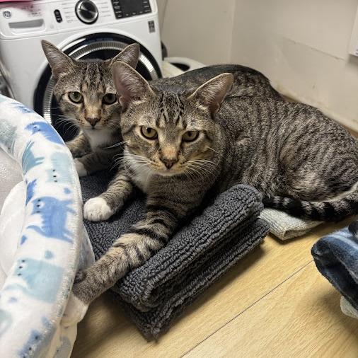 Brennan (& Dale), a Adoptable Domestic Short Hair in Kennett Square, PA image 1/5