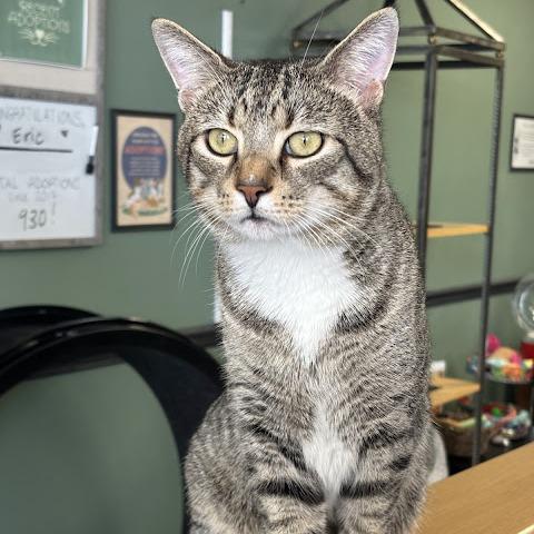 Brennan (& Dale), a Adoptable Domestic Short Hair in Kennett Square, PA image 3/5