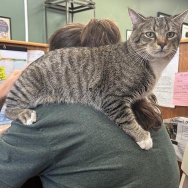 Brennan (& Dale), a Adoptable Domestic Short Hair in Kennett Square, PA image 4/5