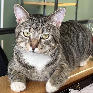 Brennan (& Dale), a Adoptable Domestic Short Hair in Kennett Square, PA image 5/5