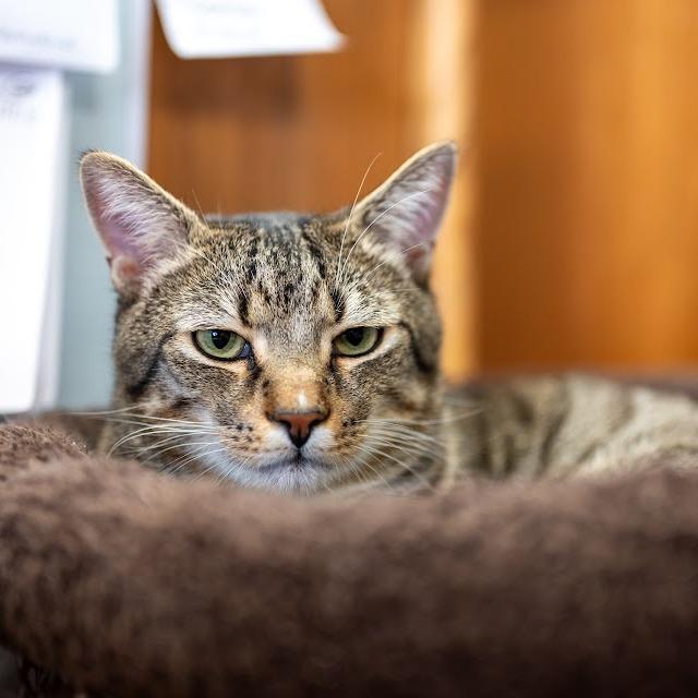 Enlarge Brennan (& Dale), a Adoptable Domestic Short Hair in Kennett Square, PA image 6/6