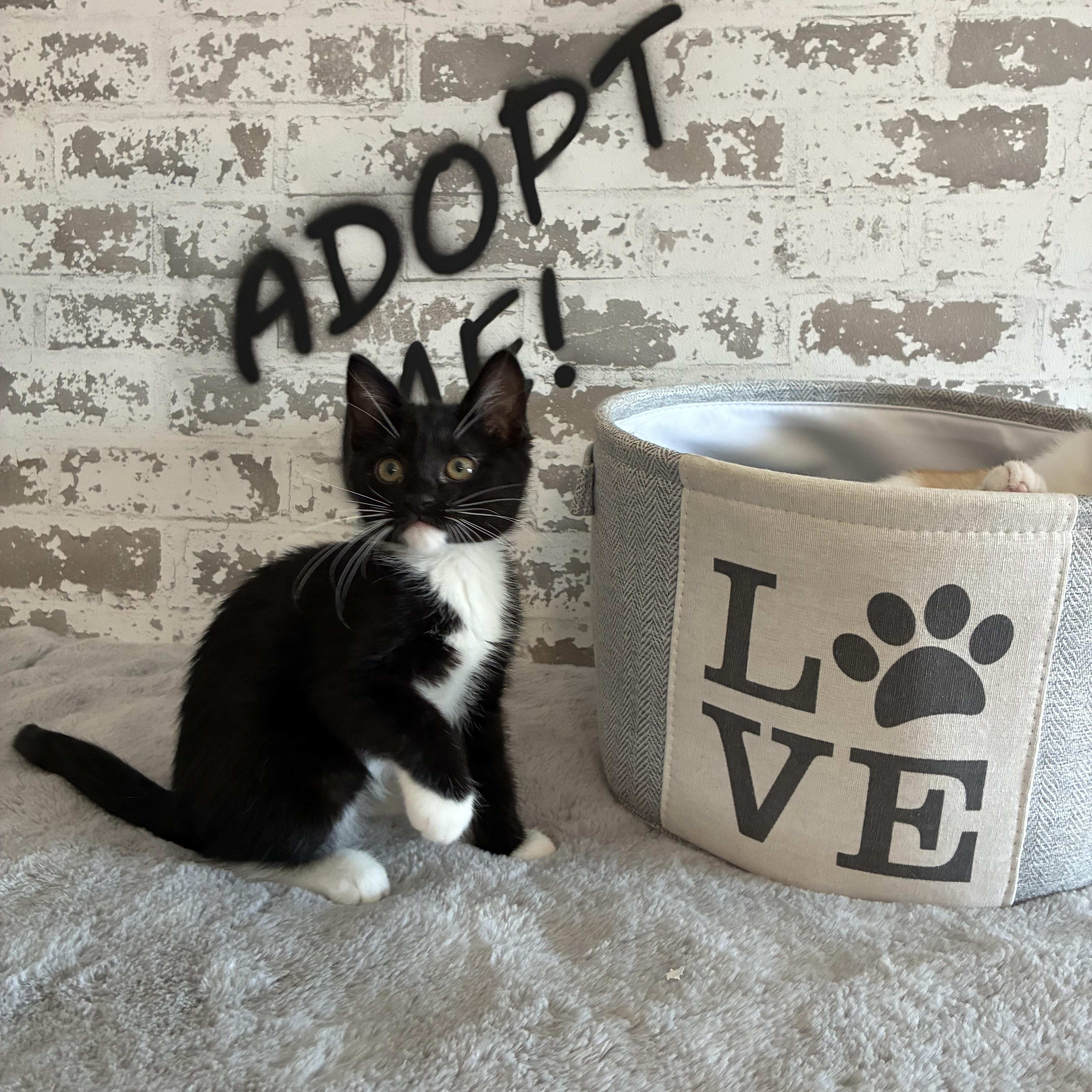 Olivia, adopted, Kitten Female Domestic Short Hair & Ragdoll.