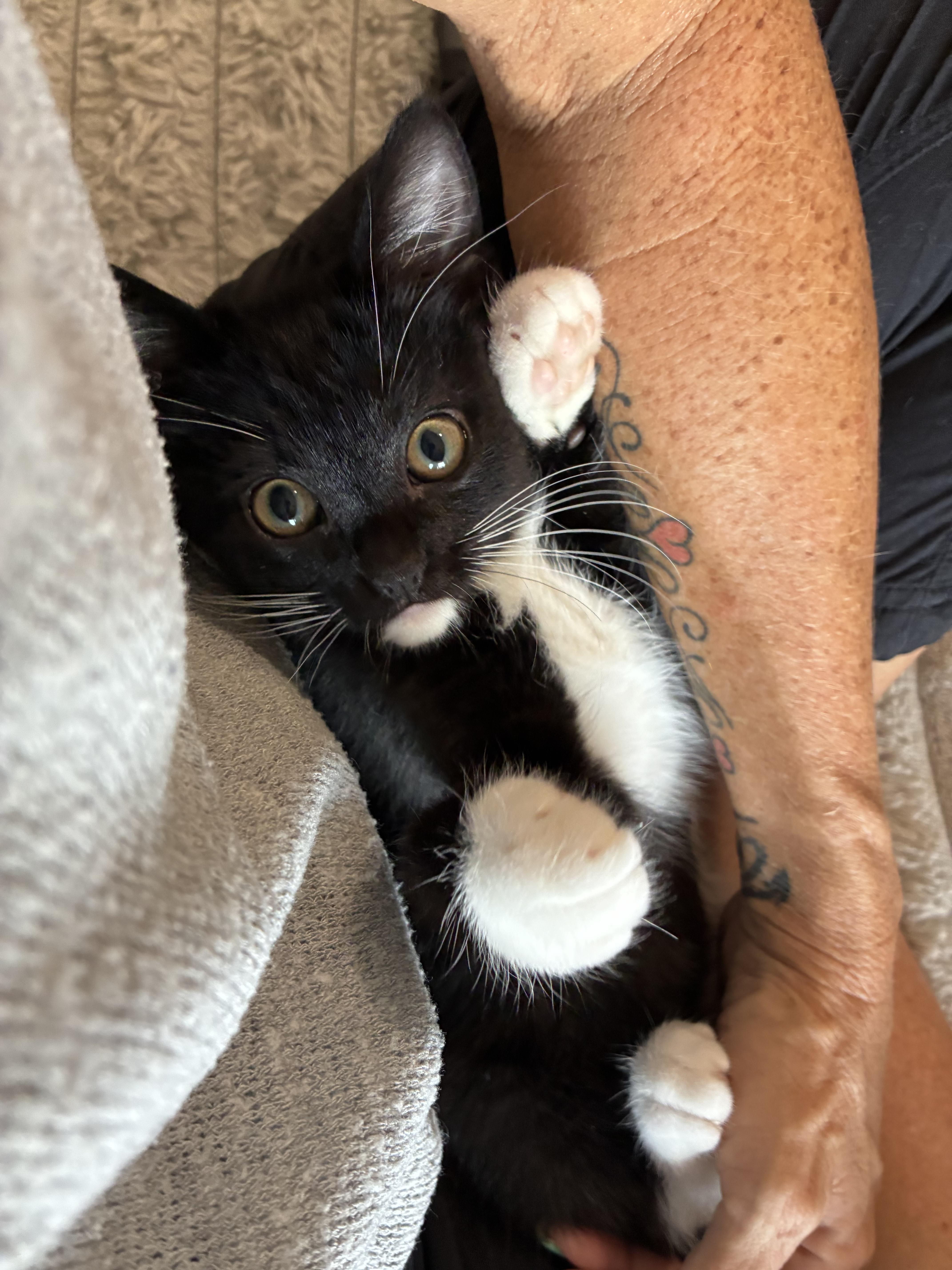 Enlarge Olivia, an adopted mixed breed in queen creek, AZ image 3/5
