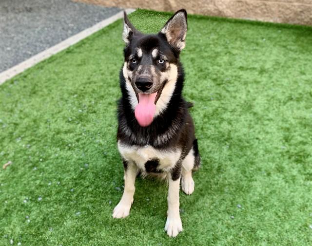 URGENT! SAVE ME PLEASE! ESPRESSO #A548190, adopted, Young Female German Shepherd Dog & Siberian Husky.