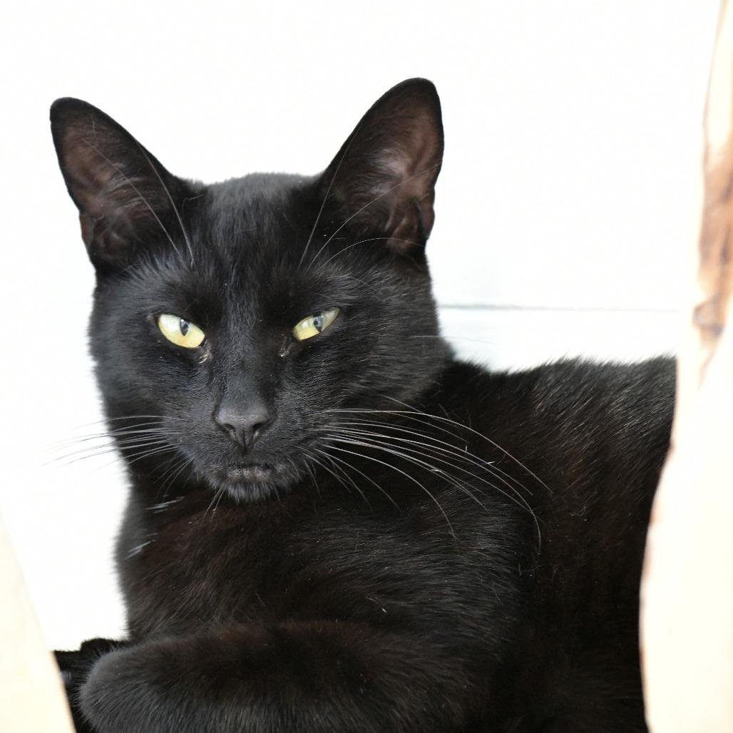 Enlarge Mylo, a Adoptable Domestic Short Hair in Chilliwack, BC image 1/4
