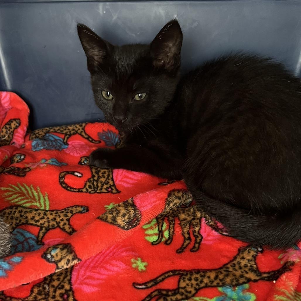 Enlarge Mylo, a Adoptable Domestic Short Hair in Chilliwack, BC image 1/1