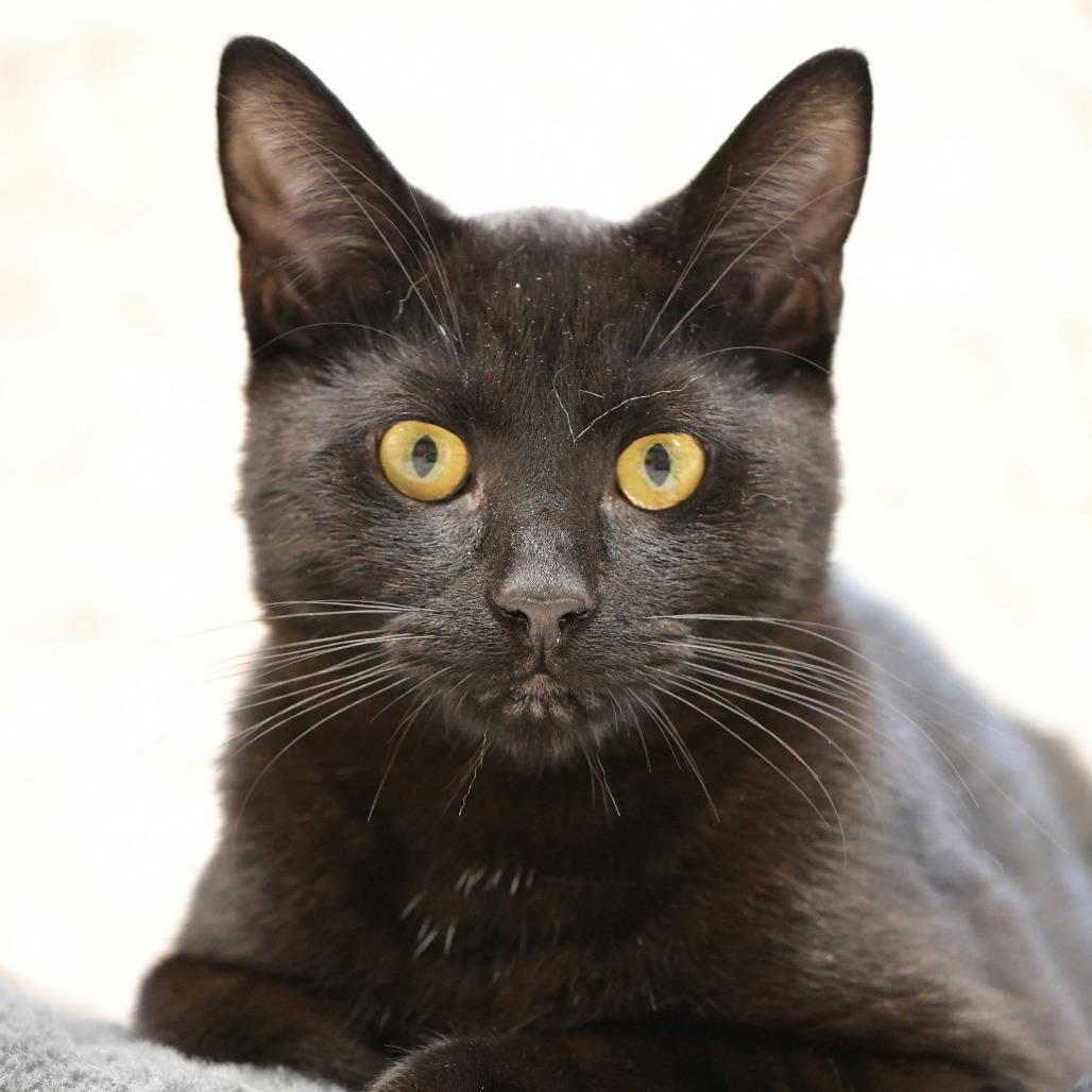 Enlarge Mylo, a Adoptable Domestic Short Hair in Chilliwack, BC image 2/2
